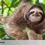 Sloth Kukang